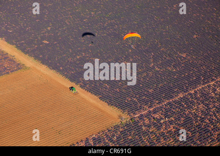 Francia, Alpes de Haute Provence, Plateau de Valensole, volo in paramotore o alimentato il parapendio in un campo di lavanda (antenna Foto Stock