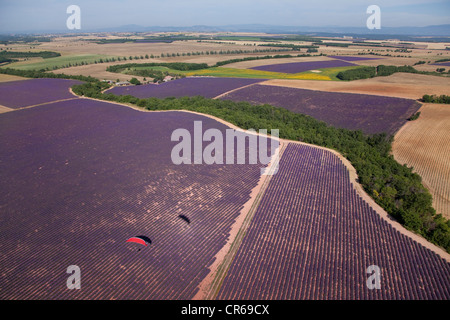 Francia, Alpes de Haute Provence, Plateau de Valensole, volo in paramotore o alimentato il parapendio in un campo di lavanda vicino Foto Stock