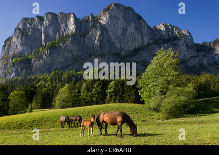 Austria, Salzkammergut, Mondseeland, Cavalli al pascolo di fronte di montagna Foto Stock