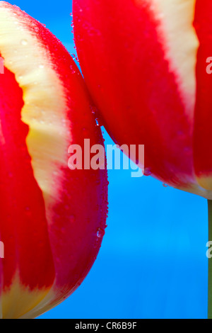 In prossimità dei due tulipani rossi Foto Stock