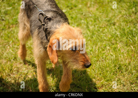 Bosniaco hound Foto Stock