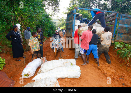 Il ricaricamento di un camion che era stato bloccato nel fango, sentiero nella giungla, di Bamenda, Camerun, Africa Foto Stock