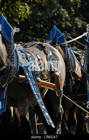 Monaco di Baviera birreria Hofbrau horse team, Schuetzen- und Trachtenzug, Costume e fucilieri's Parade, per l'apertura di Oktoberfest Foto Stock