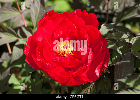 Tree Peonia, Buskpion (Paeonia suffruticosa) Foto Stock