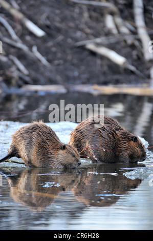 Due castori sulla molla di fusione di alimentazione di ghiaccio su alcuni nuovi rami di salici. Foto Stock