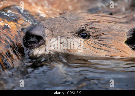 Un vicino l immagine di un wild beaver la faccia come egli spinge un registro ad albero attraverso l acqua del suo stagno. Foto Stock