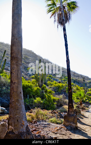 Retroilluminato con palme e cactus sulla spiaggia di Baja Messico vicino 'Todos Santos' Foto Stock