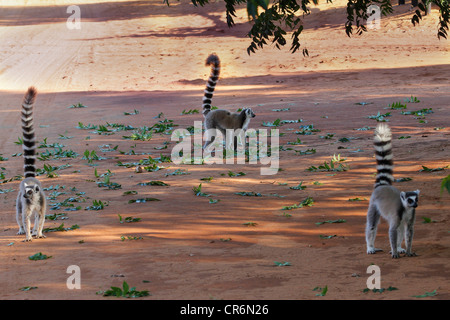 Anello-tailed lemuri (Lemur catta), Berenty Riserva, Madagascar Foto Stock