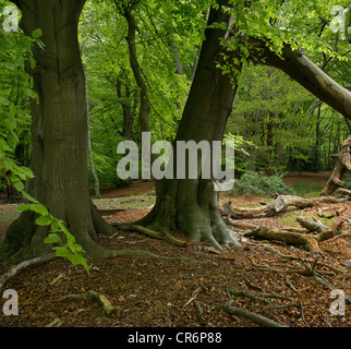 Faggio alta Foresta di Epping Foto Stock