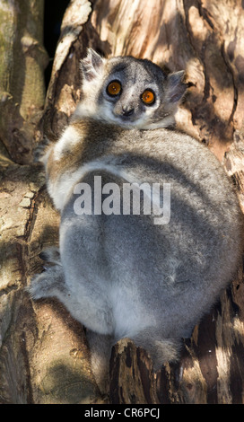 Bianco-footed lemure sportive (Lepilemur leucopus), Berenty Riserva, Madagascar Foto Stock