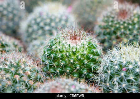 Molti cactus succulente pungenti piante verdi con spine Foto Stock