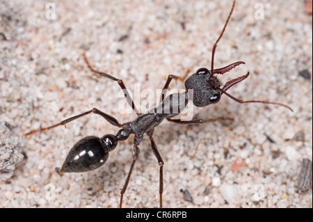 Australian Black Bull ant Foto Stock