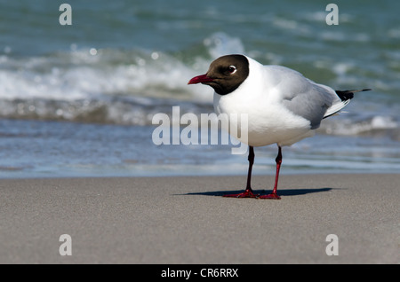 Un piccolo gabbiano sorge sulla spiaggia di la sovratensione Foto Stock