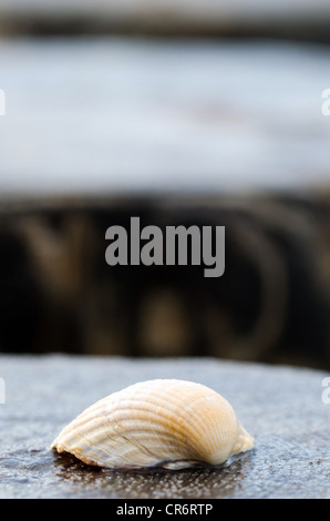 Un guscio giace su un paletto di legno in spiaggia Foto Stock