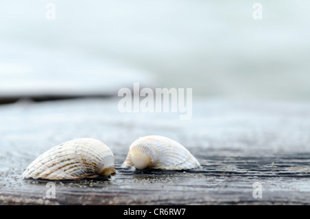 Un guscio giace su un paletto di legno in spiaggia Foto Stock