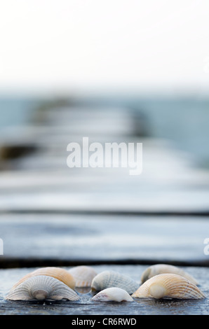 Un guscio giace su un paletto di legno in spiaggia Foto Stock