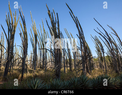 Piantagioni di Madagascar ocotillo o Alluaudia procera, Berenty Riserva, Madagascar Foto Stock