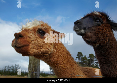 Alpaca, Mossburn Country Park, Mossburn, Southland, Isola del Sud, Nuova Zelanda Foto Stock