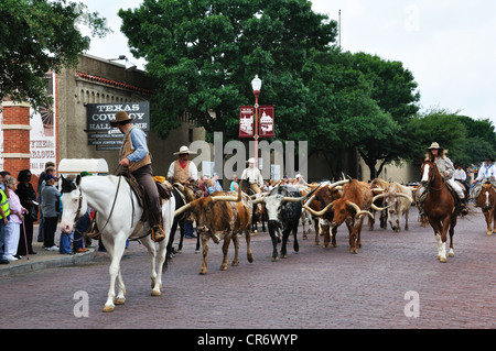 Il Cattle Drive con cowboy a Stockyards a Fort Worth, Texas, Stati Uniti d'America Foto Stock