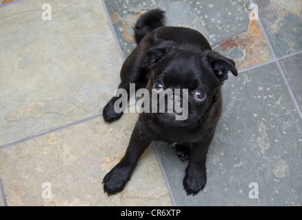 A 5 mesi di età cinese nero pug cucciolo rilassante sulla piastrella di ardesia. Foto Stock