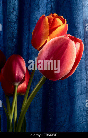 Fiori su fondo blu Foto Stock