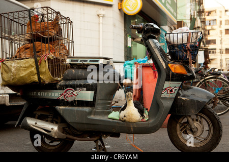 Caged polli vivi su una motocicletta in Cina Shanghai Foto Stock