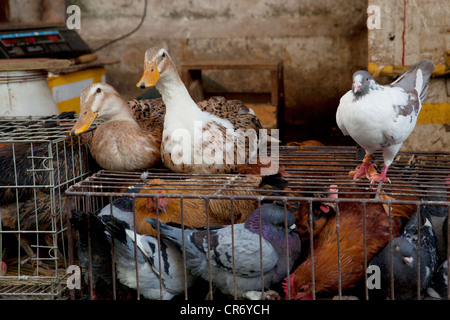 Piccioni in gabbia e polli venduti a un mercato di strada a Shanghai in Cina con 2 anatre seduto sulla gabbia. Foto Stock