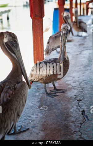 Pellicani in attesa su una coperta Jetty, Playa de Ponce, Puerto Rico Foto Stock