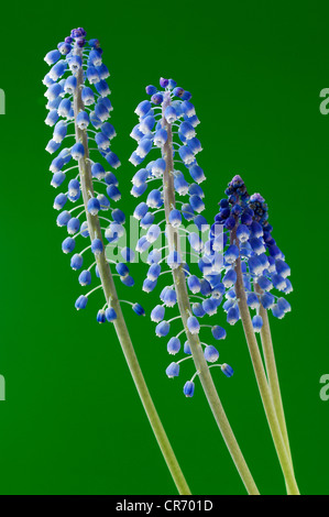 Piccolo Giacinto di uva (Muscari botryoides) di fronte ad una superficie verde Foto Stock