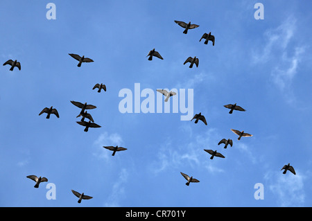 Piccioni volare contro un cielo blu, Lahr, Baden-Wuerttemberg, Germania, Europa Foto Stock
