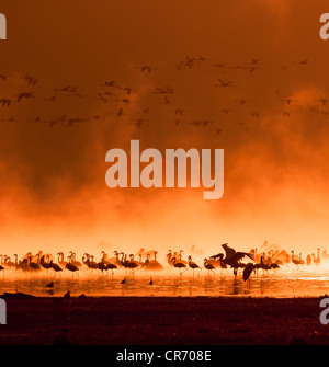 Stormi di fenicotteri nella sunrise, Lake Nakuru, Kenya Foto Stock