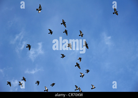 Piccioni domestici (Columba livia forma domestica) in volo, contro un cielo blu, Lahr, Baden-Wuerttemberg, Germania, Europa Foto Stock