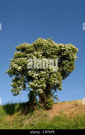 Fioritura il sambuco nero o unione di bacche di sambuco (Sambucus nigra), Ettenheim, Baden-Wuerttemberg, Germania, Europa Foto Stock