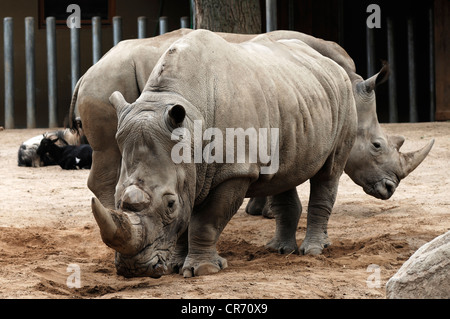 Due dei rinoceronti bianchi o piazza a labbro rinoceronte (Ceratotherium simum), lo Zoo di Schwerin, Schwerin, Meclemburgo-Pomerania Occidentale Foto Stock