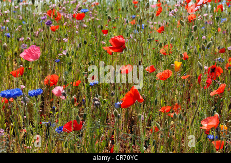 Prato con campo di papavero (Papaver rhoeas) e cornflowers (Centaurea cyanus) Foto Stock