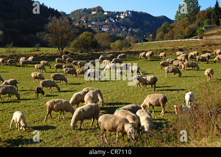 Gregge di pecore in un pascolo, Egloffstein con castello sul retro, Egloffstein, Alta Franconia, Baviera, Germania, Europa Foto Stock
