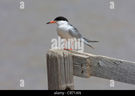 Forster's Tern (sterna forsteri) arroccato su una staccionata in legno in estate il lago di Area faunistica, Oregon, Stati Uniti d'America in giugno Foto Stock