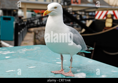 Aringa europea gabbiano (Larus argentatus) nel porto di Brixham, Devon, Inghilterra, Regno Unito, Europa Foto Stock