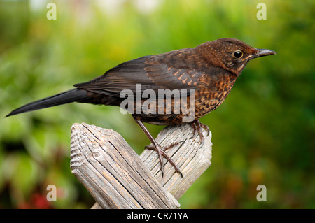 Merlo femmina (Turdus merula) arroccato su un recinto, Eckental, Media Franconia, Baviera, Germania, Europa Foto Stock