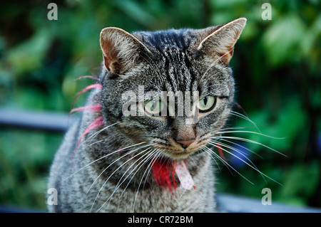 Il gatto domestico che indossa un collare, ritratto, Eckental, Media Franconia, Baviera, Germania, Europa Foto Stock