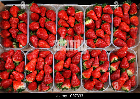 Fragole fresche (Fragaria ananassa) in ciotole di plastica in corrispondenza di una frutta stand Foto Stock