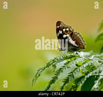 Viola imperatore butterfly Foto Stock