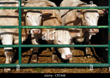 Francese Charolais bovini e vitelli in un fienile aperto, Illhaeusern, Alsazia, Francia, Europa Foto Stock