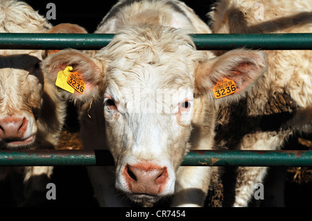 Francese Charolais bovini, vitello in un fienile aperto, Illhaeusern, Alsazia, Francia, Europa Foto Stock