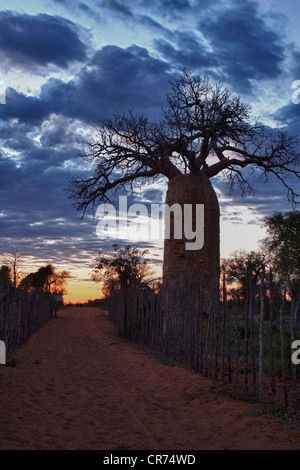 Baobab all'alba, Adansonia madagascariensis, Ifaty regione sud-ovest del Madagascar Foto Stock