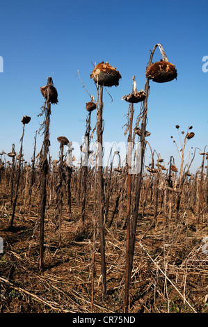 Campo appassiti di girasole (Helianthus annuus) contro un cielo blu, Kalchreuth, Media Franconia, Baviera, Germania, Europa Foto Stock