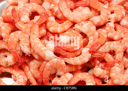 Cucinato al momento crystal il gambero rosso (cfr. Caridina cantonensis var. Crystal rosso), cibo Foto Stock