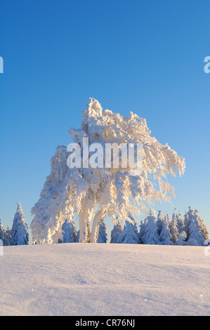 Europea di faggio (Fagus sylvatica) nella neve, Foresta Nera, Baden-Wuerttemberg, Germania, Europa Foto Stock