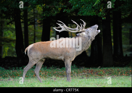 Il cervo (Cervus elaphus) bicchieratura durante il tempo di solchi Foto Stock