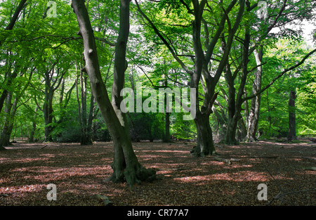 Luce del sole in Epping Forest in Essex. Foto Stock